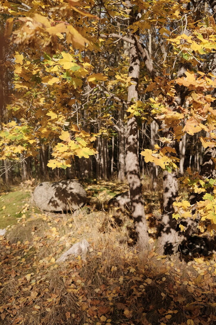 The image features a tree with vibrant yellow leaves, set in a forest with tall, straight trees. The ground is covered with dry grass and fallen leaves, creating a warm autumnal atmosphere. The composition highlights the tree as the main subject, with the forest providing a serene backdrop. The colors of the leaves range from yellow to orange, evoking the essence of fall. The mood is calm and peaceful, capturing the beauty of the season.