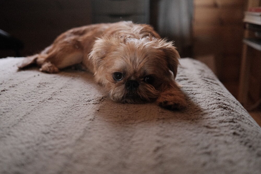 A small dog with a fluffy coat is lying on a plush surface, its eyes wide and curious, surrounded by a soft, blurred background that suggests a cozy indoor setting. The dog's light brown fur contrasts gently with the neutral tones of the carpet and the furniture. The overall mood is calm and serene, capturing a moment of tranquility in the dog's life.